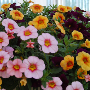 Calibrachoa 'Hawaiian Kiss' 