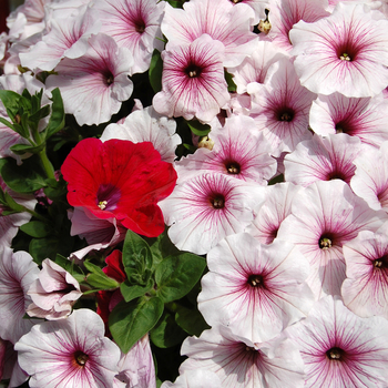 Petunia 'Peppermint Surprise' 