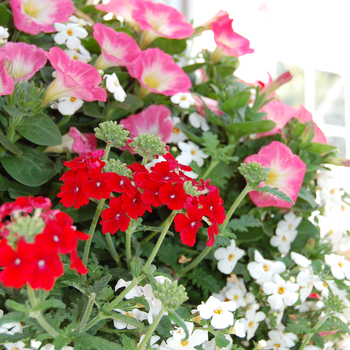 Petunia 'Pismo Beach' 