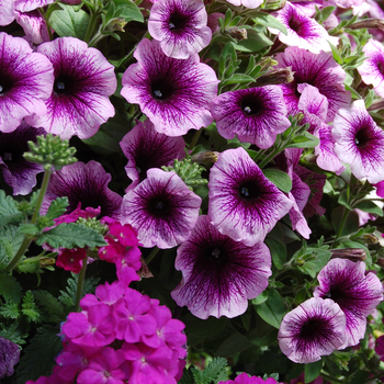 Petunia 'Purple Cleopatra' 