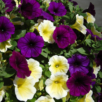 Petunia 'Spring' 