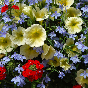 Petunia 'Water Colours' 