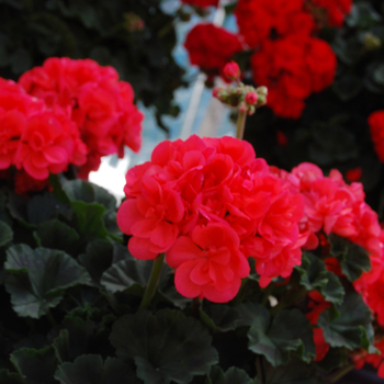 Pelargonium x hortorum 'Savannah Coral'