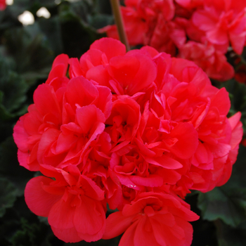 Pelargonium x hortorum 'Savannah Coral' PPAF