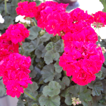 Pelargonium x hortorum 'Savannah Dark Red'