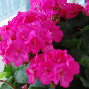 Pelargonium x hortorum 'Savannah Lilac Charme'