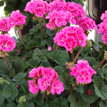 Pelargonium x hortorum 'Savannah Pink'