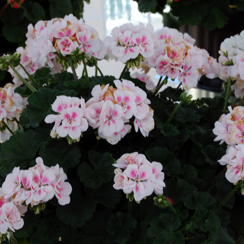 Pelargonium x hortorum 'Savannah White Splash' PPAF