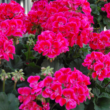 Pelargonium x hortorum 'Savannah Texmex Merlot'