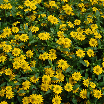 Sanvitalia procumbens 'Starbini' PP17869, Can 2827