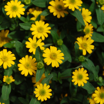 Sanvitalia procumbens 'Yellow Sprite'