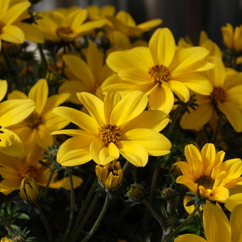 Bidens ferulifolium 'Bidy Gonzales Yellow' 