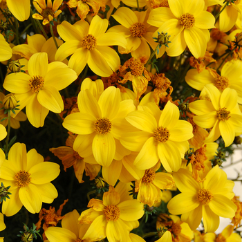 Bidens cernua 'Biddy Gonzales Compact' 