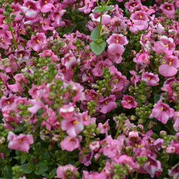 Diascia 'Lavendar Pink' 