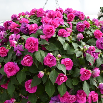 Impatiens walleriana 'Ole' Purple' 