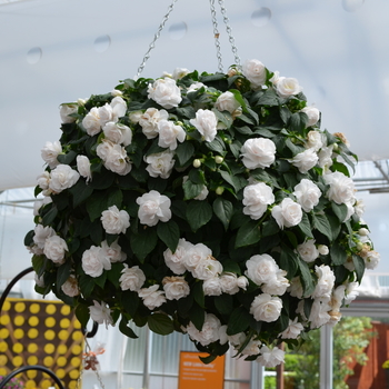 Impatiens walleriana 'Ole' White' 