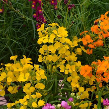 Erysimum 'Citrona™ Yellow' 