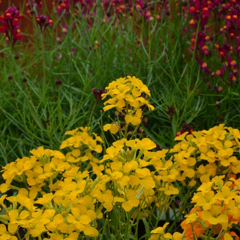 Erysimum 'Citrona™ Yellow'