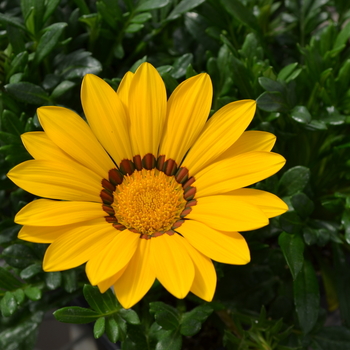 Gazania rigens Big Kiss™ 'Frosty Yellow'