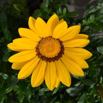 Gazania rigens 'Frosty Yellow' 