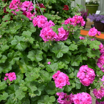 Pelargonium peltatum 'Blue' 