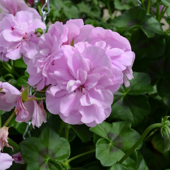 Pelargonium peltatum Precision™ 'Lavender'