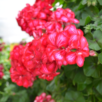 Pelargonium peltatum 'Red Ice' 