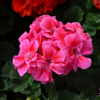 Pelargonium x hortorum 'Rose Sizzle' 