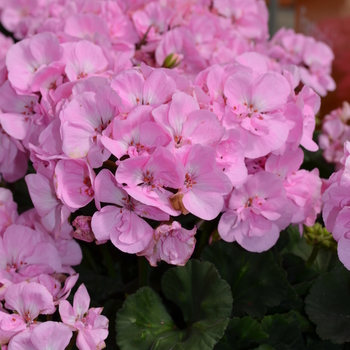 Pelargonium x hortorum 'Shell Pink' 