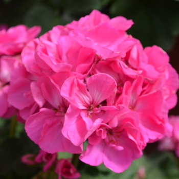 Pelargonium x hortorum