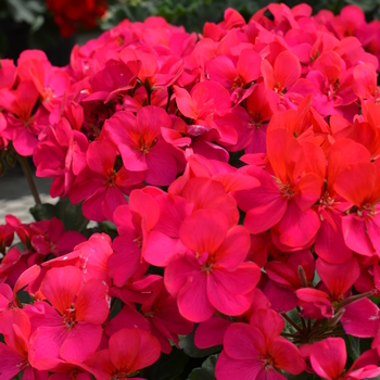 Pelargonium x hortorum Fantasia® Violet