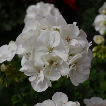 Pelargonium x hortorum 'White Improved' 