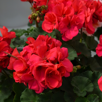 Pelargonium x hortorum 'Dark Fuchsia' 