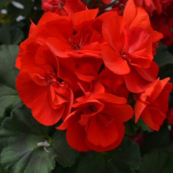 Pelargonium x hortorum 'Dark Red' 