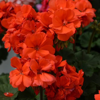 Pelargonium x hortorum 'Dark Salmon' 