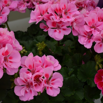 Pelargonium x hortorum 'Lavender Kiss' 