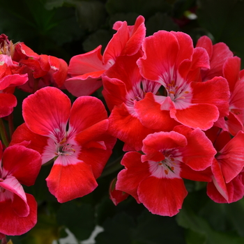 Pelargonium x hortorum 'Strawberry Blush' 