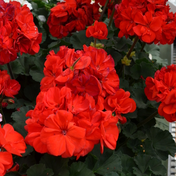 Pelargonium x hortorum 'Brilliant Red' 