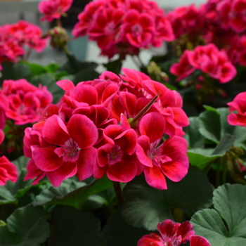 Pelargonium x hortorum 'Extreme Rose' 