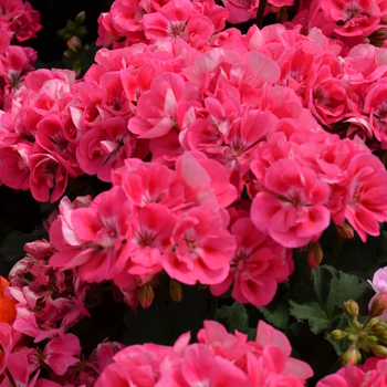 Pelargonium x hortorum 'Pink Eye' 