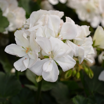 Pelargonium x hortorum 'White' 