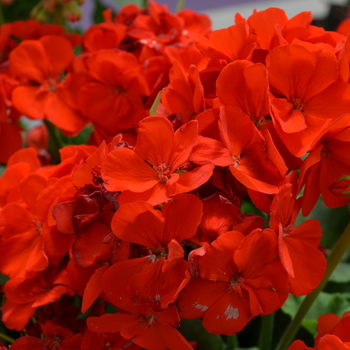 Pelargonium x hortorum 'Sunrise XL Orange' 