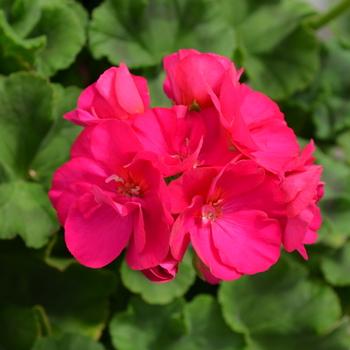 Pelargonium x hortorum 'Sunrise XL Violet' 