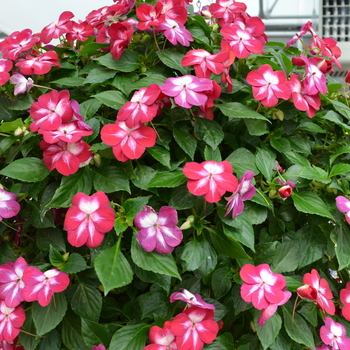 Impatiens walleriana 'Cosmic Burgundy' 