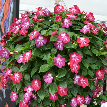 Impatiens walleriana Patchwork™ 'Cosmic Burgundy'