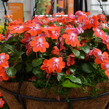 Impatiens walleriana 'Cosmic Orange' 