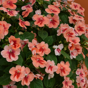 Impatiens walleriana Patchwork™ 'Peach Prism'