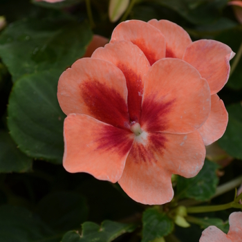 Impatiens walleriana 'Peach Prism' 