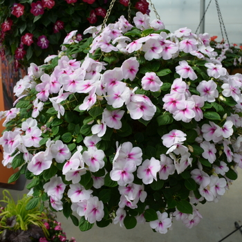 Impatiens walleriana 'Pink Ice' 