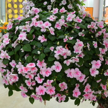 Impatiens walleriana 'Pink Shades' 